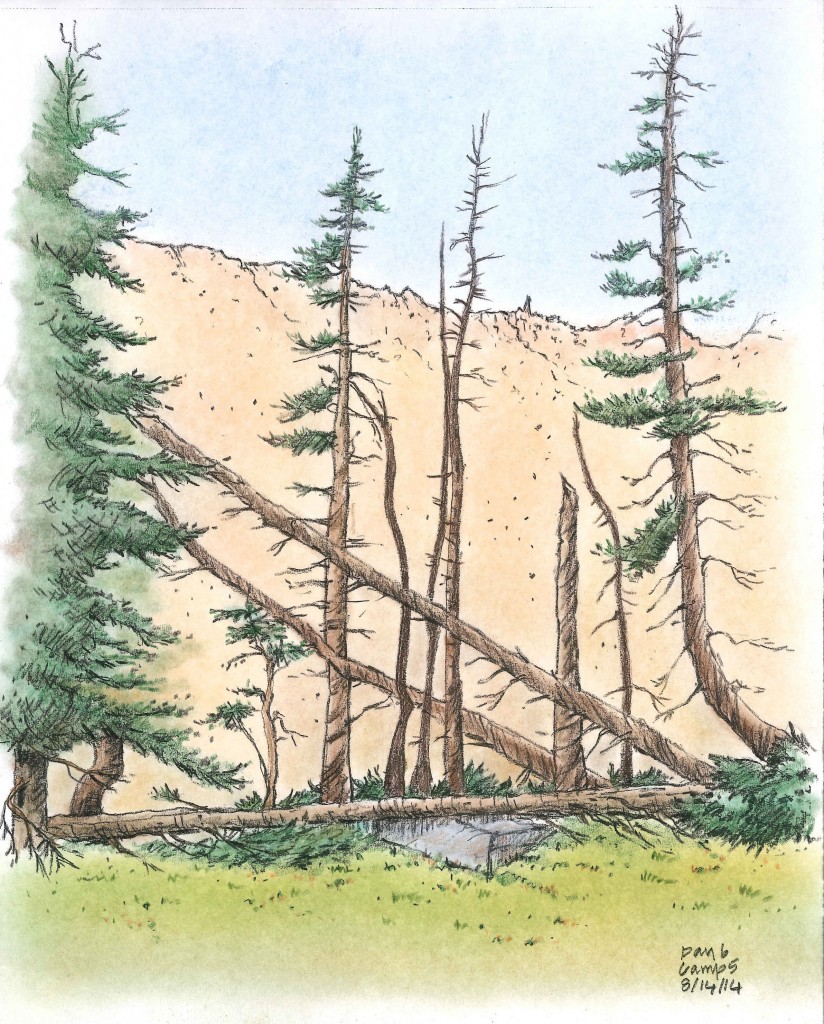 Dead Trees of the CDT